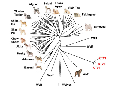 Clonal Origin and Evolution
of a Transmissible Cancer. Claudio Murgia